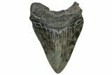Fossil Megalodon Tooth - South Carolina #328615-1